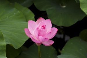 Are Lotus365 Login: Step-by-Step Guide for India (2026)