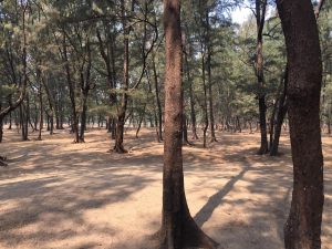 Trending Cricket Satta Bazar in Bhubaneshwar Review 2026: Bonus, App, Withdrawal Tested